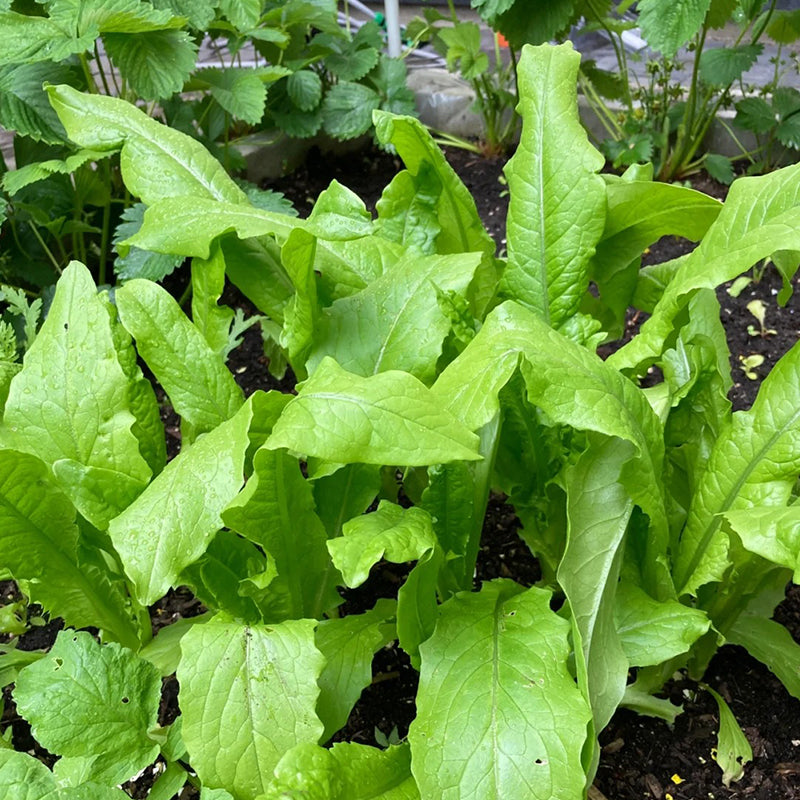 ROMAINE LETTUCE SEEDS