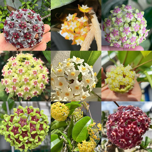 Hoya flower Seeds 🌟 Over 5 Colors