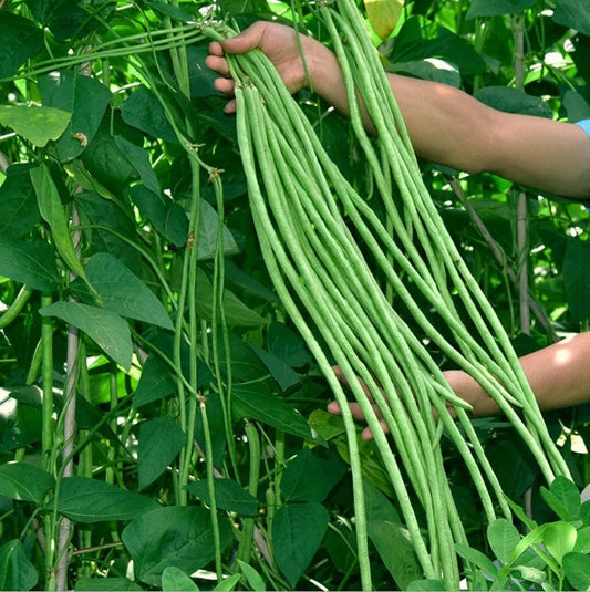Multi-Color High Yield Long Cowpea Seeds