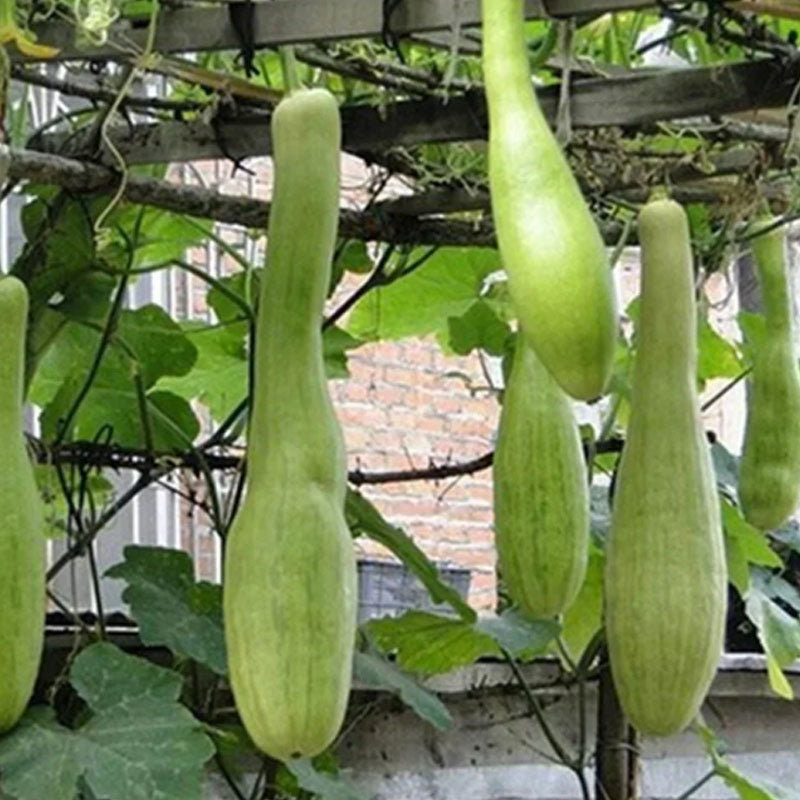 🥒MEAT LOFOAH SEEDS