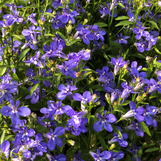 50Pcs Lobelia Flower Seeds