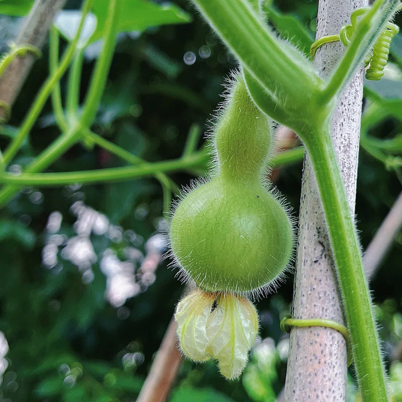 Small gourd seeds