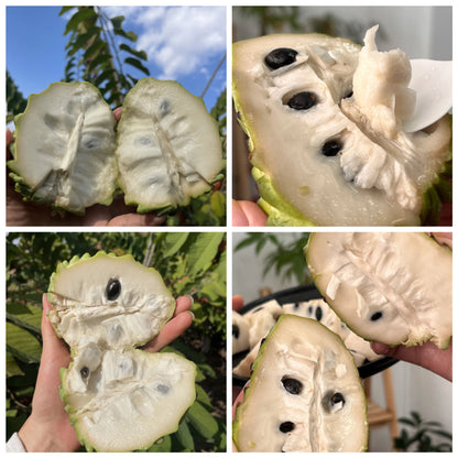 SUGAR APPLE  SEEDS