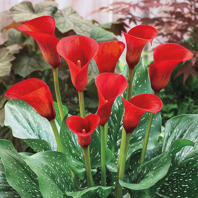 🌿 Easy-to-grow Calla Lily bulbs | Available in multiple colors and lasting bloom