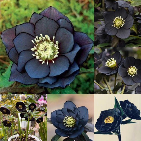 Black Helleborus - Christmas Rose