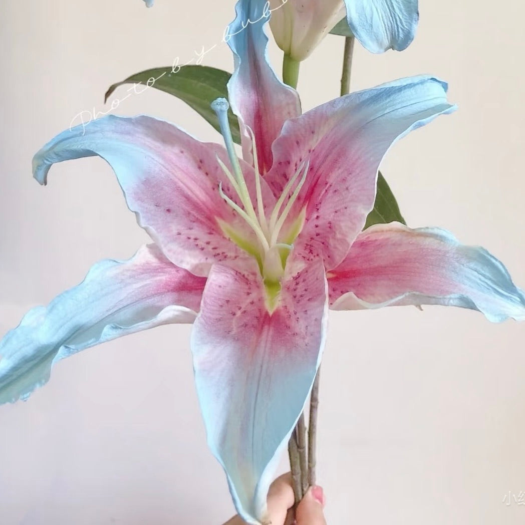 🌸Rare Lilies seeds