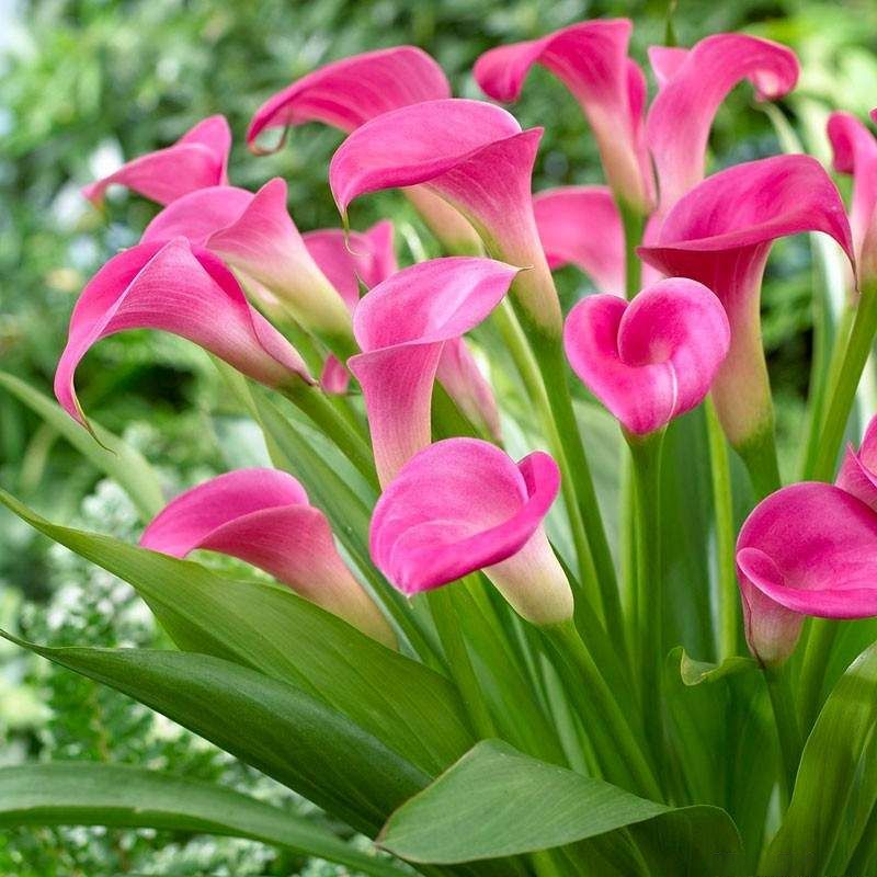 🌿 Easy-to-grow Calla Lily bulbs | Available in multiple colors and lasting bloom