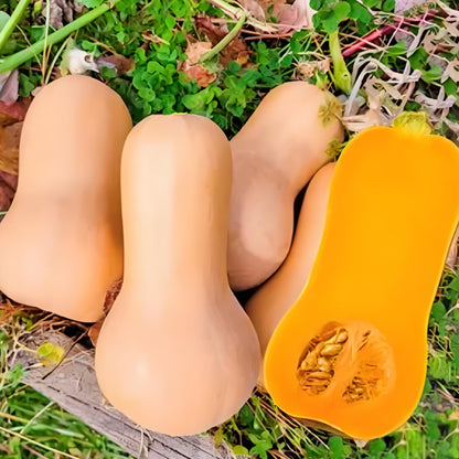 SWEET CREAM PUMPKIN SEEDS