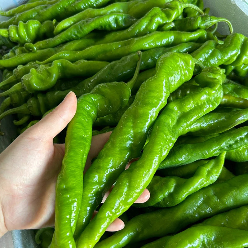 SPIRAL CHILI SEEDS