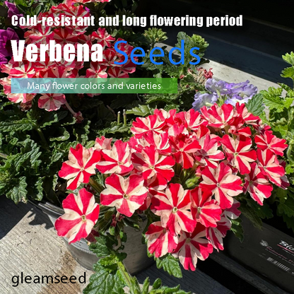 Potted flower seeds-Verbena seeds Four seasons sowing landscape flower sea potted flowers