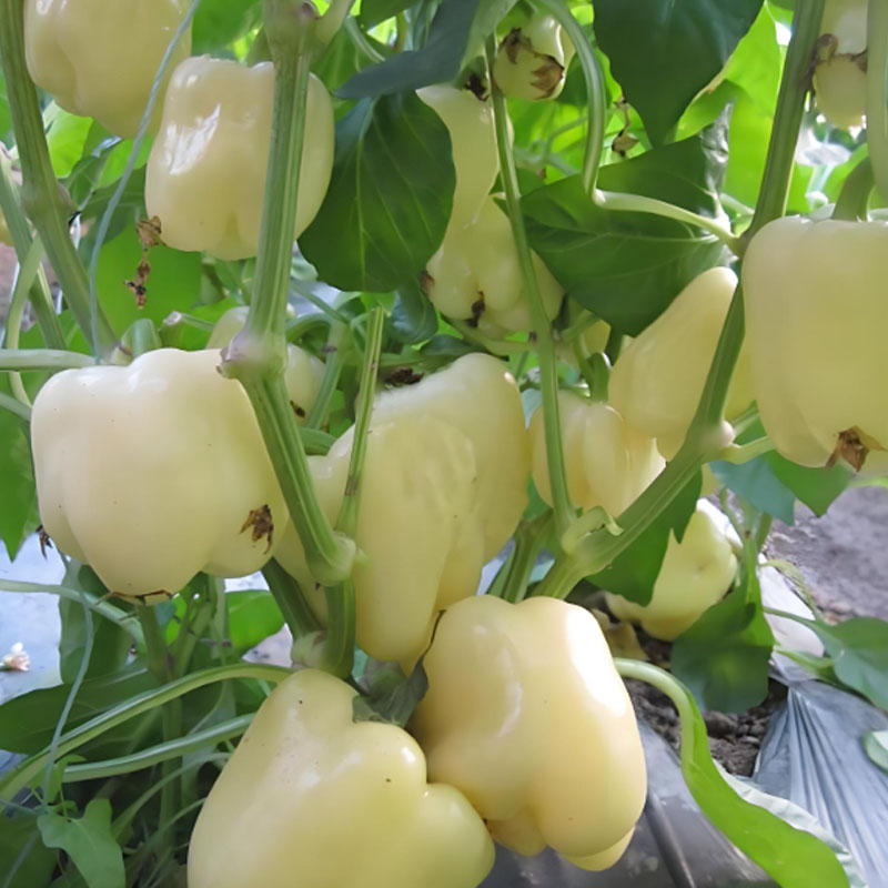 Sweet, Colorful Peppers: Plant the Seeds of Flavor