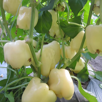 Sweet, Colorful Peppers: Plant the Seeds of Flavor