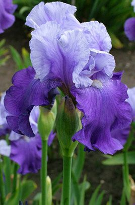 Purple Iris Seeds