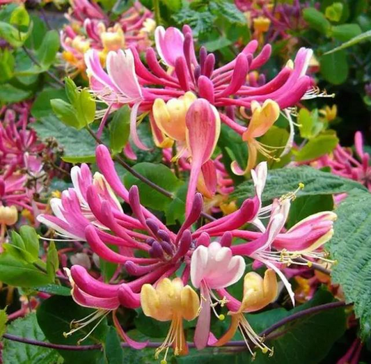 Colorful Honeysuckle Seeds 👍Flowers that are good for your health🌿