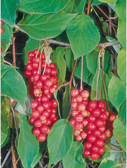 Schisandra Vine, Eastern Prince