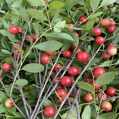 🍒DWARF CHERRY🌿PRUNUS HUMILIS SEEDS