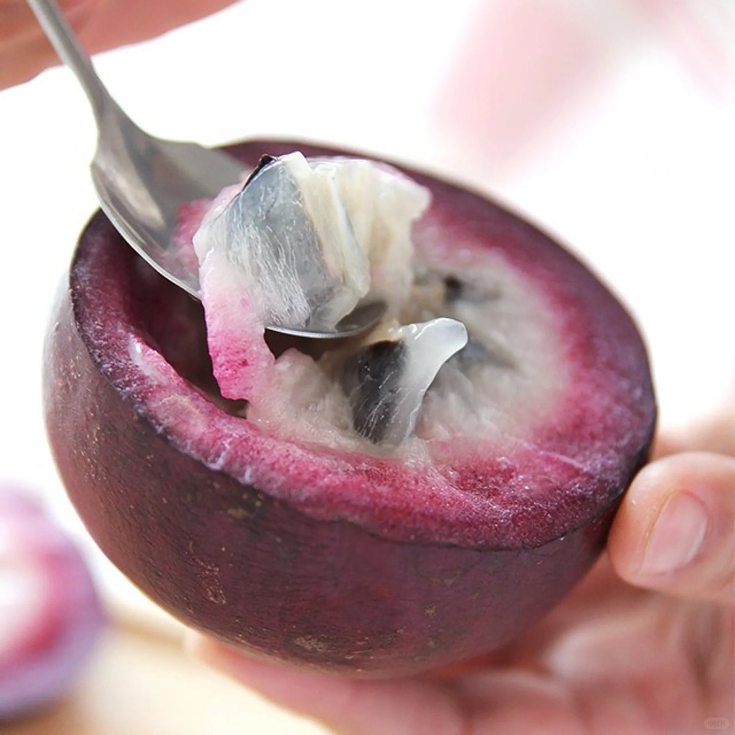 Milk Fruit Seeds-Star Apple-Chrysophyllum Cainito