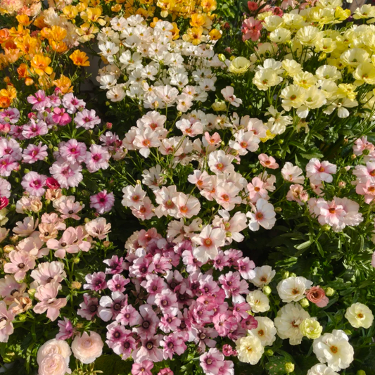 🦋 Powdery Butterfly Ranunculus Flower seeds