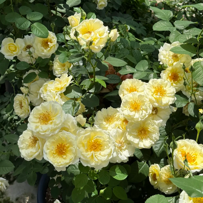 Cuteness overload! 🍳 The Fried Egg Rose seeds— the breakfast star of the flower world!
