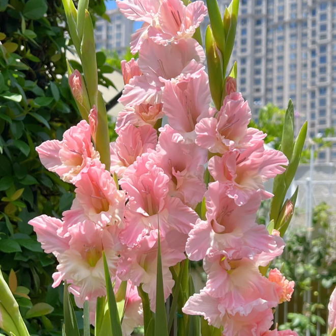 💐 Easy to Grow, Stunning to See — Gladiolus Bulbs