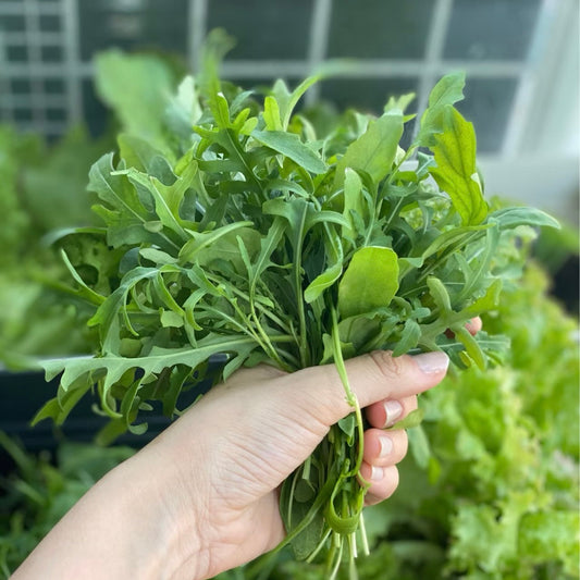 🥗 Arugula/Rocket seeds