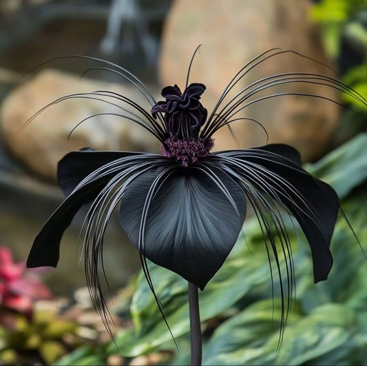 Black Bat Flower 🦇
