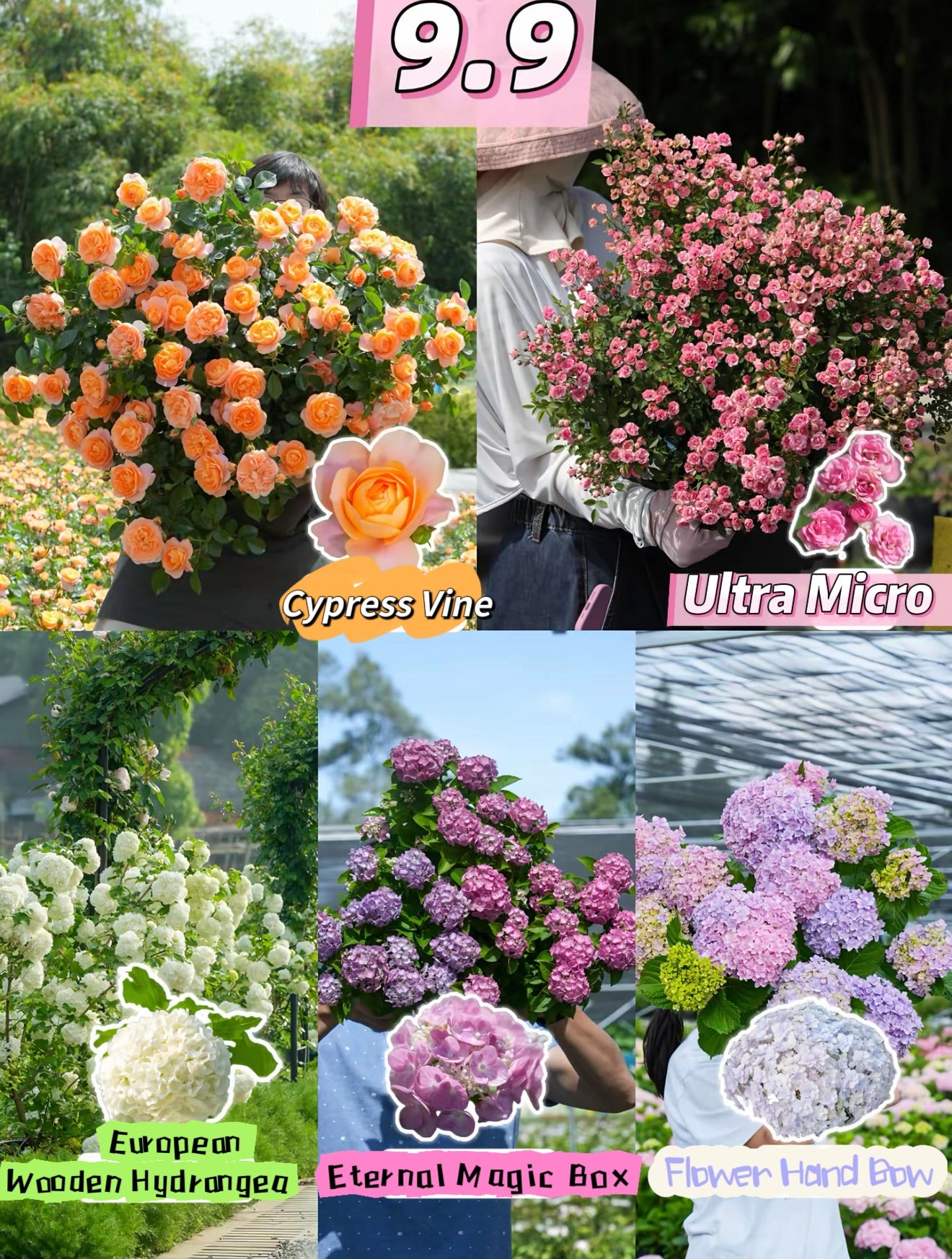 🔥moonflower +Hydrangea