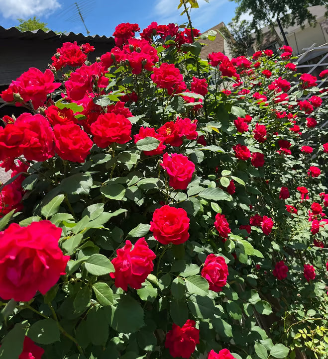 🔥Climbing Rose Seeds🌺