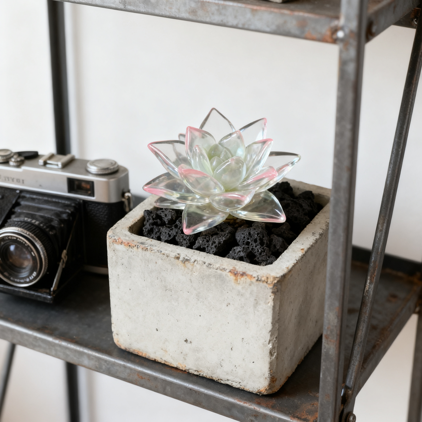 Rare Exotic Succulent Seeds – Limited Edition Collection