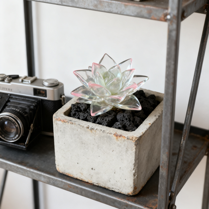 Rare Exotic Succulent Seeds – Limited Edition Collection