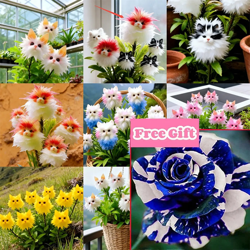 🔥 Mix Colors + 🎁 100 Blue Rose Seeds (Free Gift)