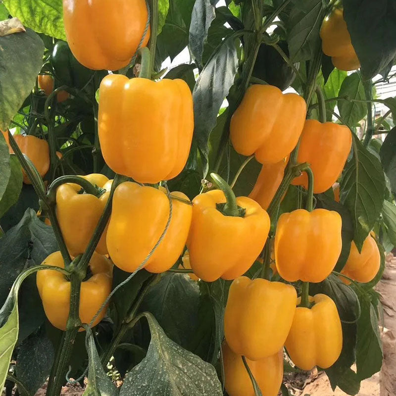 Sweet, Colorful Peppers: Plant the Seeds of Flavor