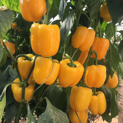 Sweet, Colorful Peppers: Plant the Seeds of Flavor