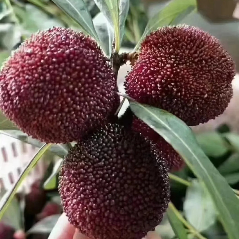 SEME DI MIRICA DOLCE