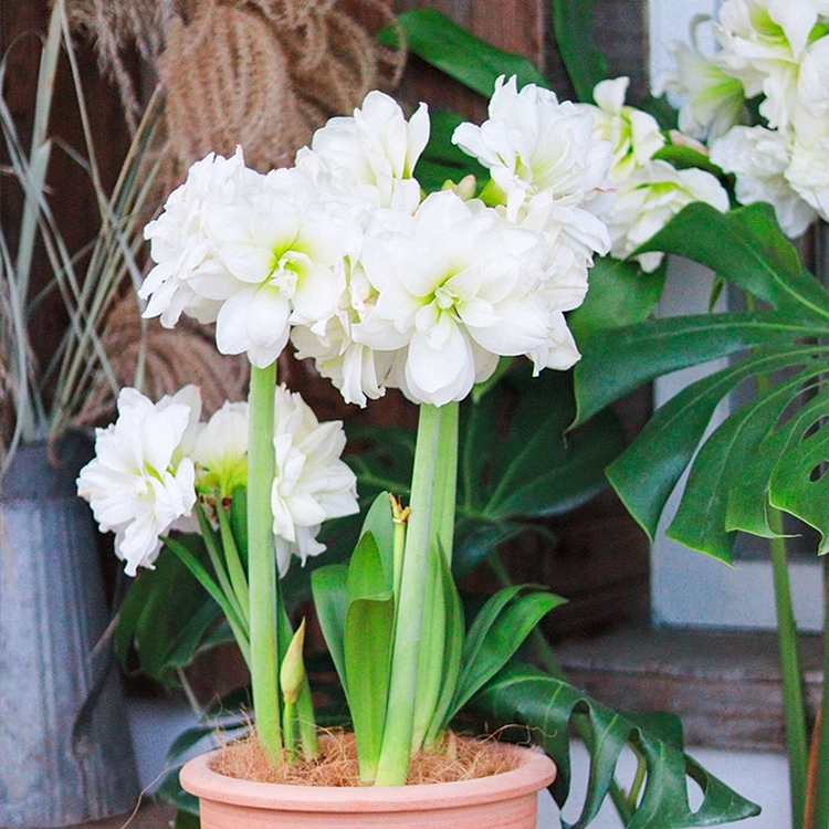 🌼Double-Petaled Perfume Amaryllis Bulbs