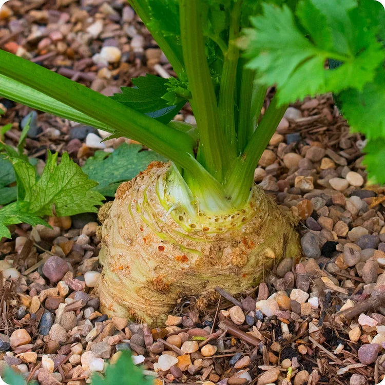 Celeriac Seeds Celery Root Seeds