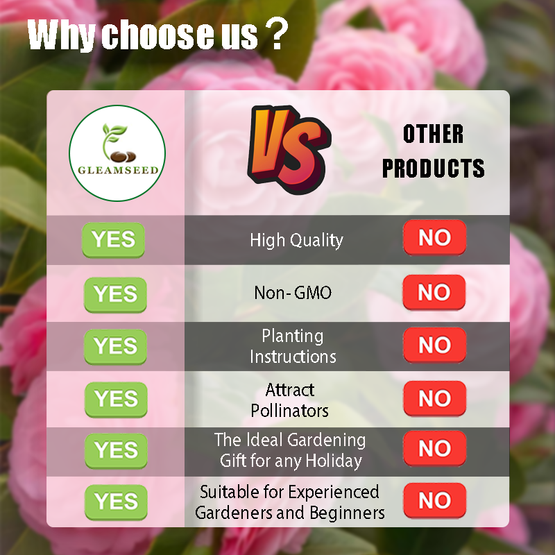 Camellia Flower Seeds – 8 Romantic Colors, Winter Blooming Beauty