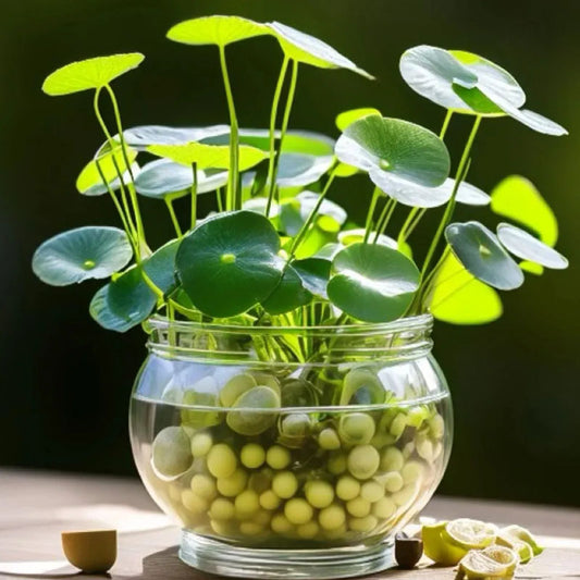 Copperleaf Seeds: Grow Your Own Luck and Prosperity! 🌿💰