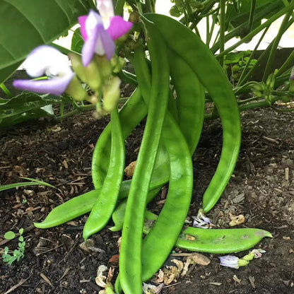 CANAVALIA ENSIFORMIS SEEDS