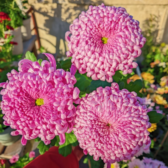 Large Double Chrysanthemum Seeds!