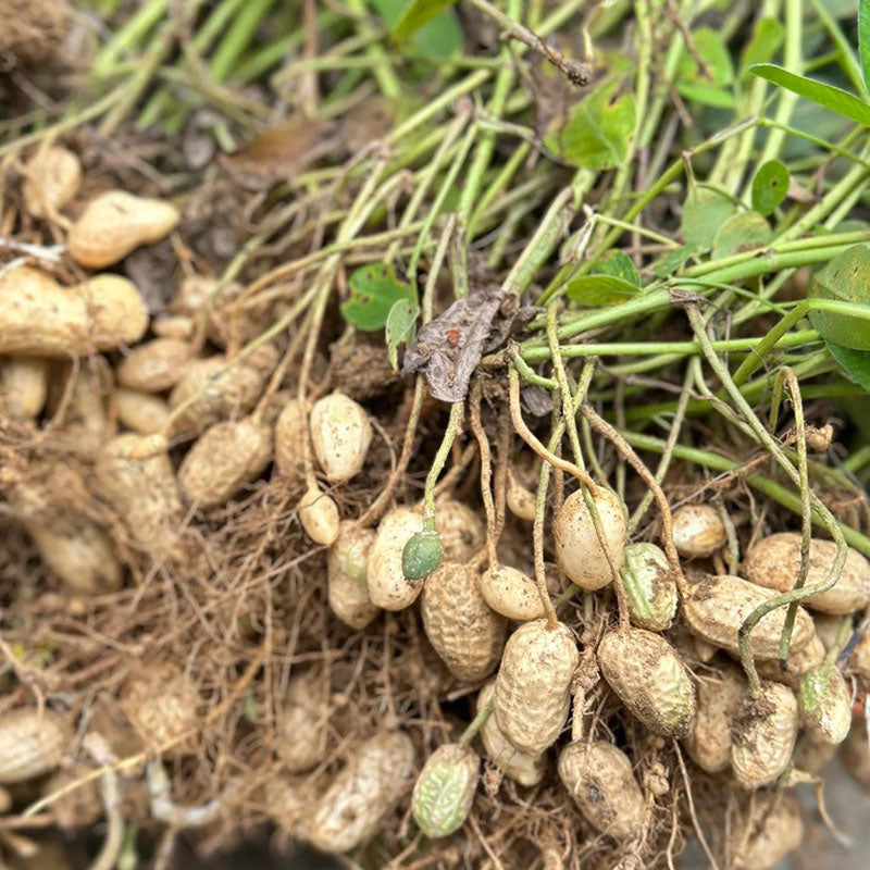 HIGH-YIELD & PREMIUM-QUALITY PEANUTS SEEDS