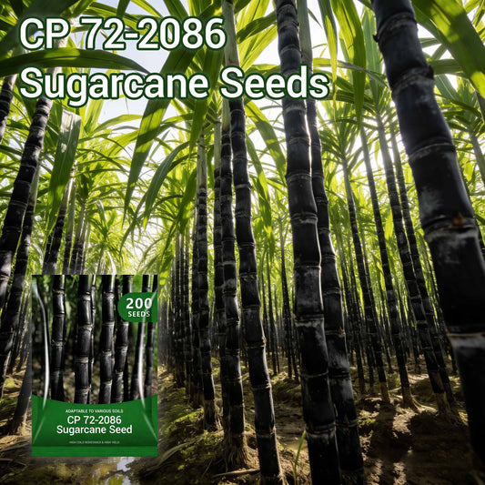🌱Winter Plantable – High Germination Seeds (CP 72-2086) ✨ for Easy Home Gardens 🌿!