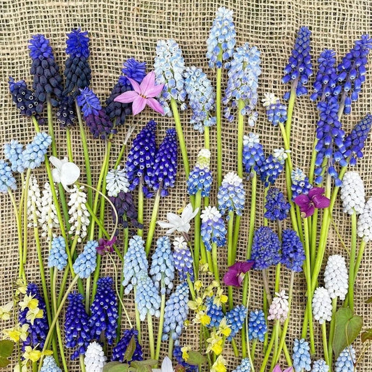 🔥King of Flowers👑 Grape Hyacinth