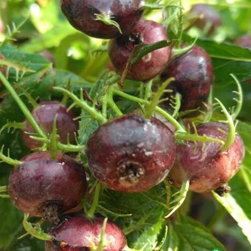 🎉Small Version Of Pumpkin🎃-Red Ginseng Seeds🍅