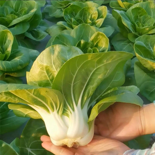 ALPINE BOK CHOY SEEDS