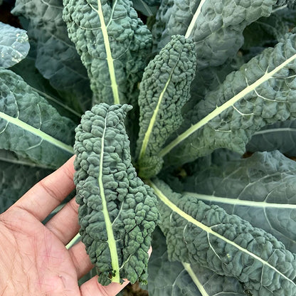 🌿FRIZZY-LEAF VEGETABLE SEEDS