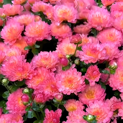 CANDY CHRYSANTHEMUM SEEDS