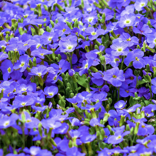 Creeping Blue Speedwell Veronica Repens Groundcover Flower Seeds