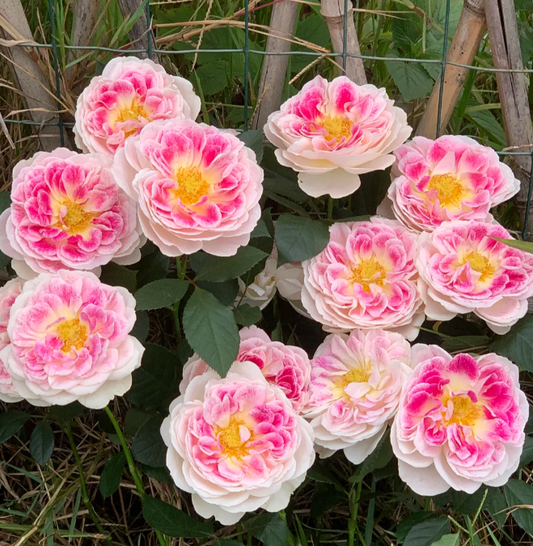 🌸 Holiday Isle Peony Seeds