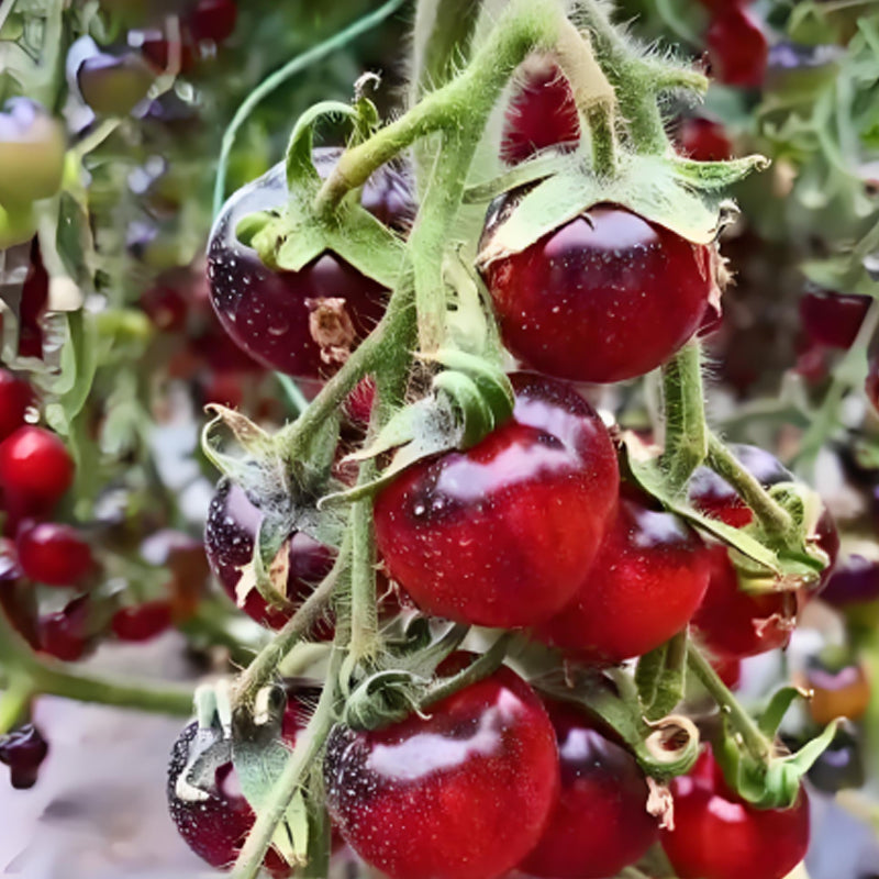 BLACK TOMATO SEEDS